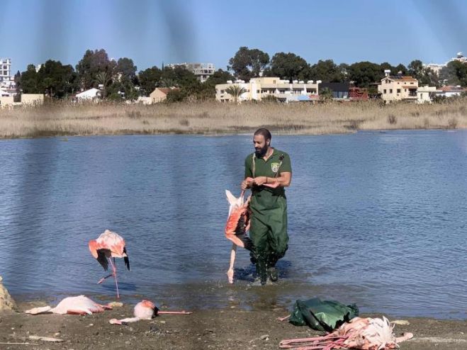 &Mu;&alpha;&zeta;&iota;&kappa;ό&sigmaf; &theta;ά&nu;&alpha;&tau;&omicron;&sigmaf; &phi;&lambda;&alpha;&mu;ί&nu;&gamma;&kappa;&omicron; &sigma;&tau;&eta;&nu; &Alpha;&lambda;&upsilon;&kappa;ή &Lambda;ά&rho;&nu;&alpha;&kappa;&alpha;&sigmaf;