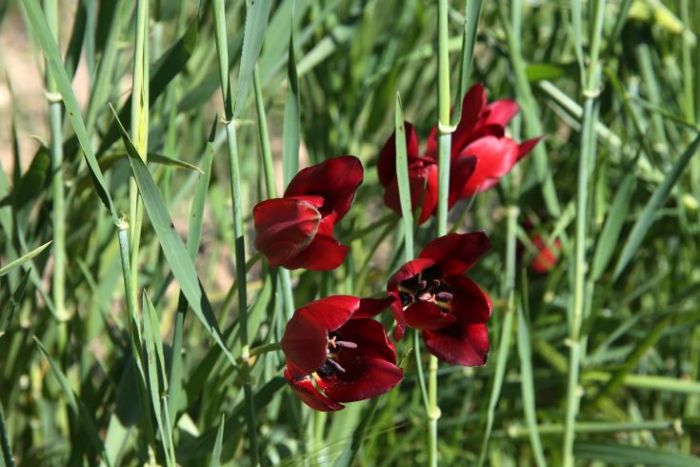 &Kappa;ά&lambda;&epsilon;&sigma;&mu;&alpha; &sigma;&tau;&omicron; &kappa;&omicron;&iota;&nu;ό &gamma;&iota;&alpha; &pi;&rho;&omicron;&sigma;&tau;&alpha;&sigma;ί&alpha; &tau;&eta;&sigmaf; &sigma;&pi;ά&nu;&iota;&alpha;&sigmaf; &kappa;&upsilon;&pi;&rho;&iota;&alpha;&kappa;ή&sigmaf; &tau;&omicron;&upsilon;&lambda;ί&pi;&alpha;&sigmaf;