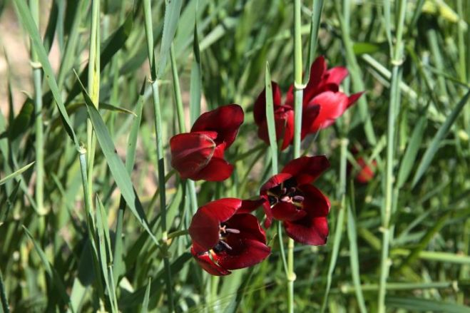 &Kappa;ά&lambda;&epsilon;&sigma;&mu;&alpha; &sigma;&tau;&omicron; &kappa;&omicron;&iota;&nu;ό &gamma;&iota;&alpha; &pi;&rho;&omicron;&sigma;&tau;&alpha;&sigma;ί&alpha; &tau;&eta;&sigmaf; &sigma;&pi;ά&nu;&iota;&alpha;&sigmaf; &kappa;&upsilon;&pi;&rho;&iota;&alpha;&kappa;ή&sigmaf; &tau;&omicron;&upsilon;&lambda;ί&pi;&alpha;&sigmaf;