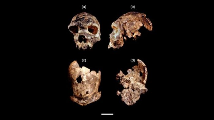 &Nu;έ&omicron; &alpha;&nu;&theta;&rho;&omega;&pi;&iota;&nu;&omicron; &epsilon;ί&delta;&omicron;&sigmaf;: &Omicron; Homo bodoensis &pi;&iota;&theta;&alpha;&nu;ά &epsilon;ί&nu;&alpha;&iota; ά&mu;&epsilon;&sigma;&omicron;&sigmaf; &pi;&rho;ό&gamma;&omicron;&nu;&omicron;&sigmaf; &tau;&omicron;&upsilon; &sigma;ύ&gamma;&chi;&rho;&omicron;&nu;&omicron;&upsilon; &alpha;&nu;&theta;&rho;ώ&pi;&omicron;&upsilon;