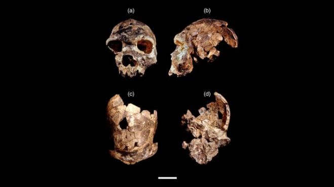 &Nu;έ&omicron; &alpha;&nu;&theta;&rho;&omega;&pi;&iota;&nu;&omicron; &epsilon;ί&delta;&omicron;&sigmaf;: &Omicron; Homo bodoensis &pi;&iota;&theta;&alpha;&nu;ά &epsilon;ί&nu;&alpha;&iota; ά&mu;&epsilon;&sigma;&omicron;&sigmaf; &pi;&rho;ό&gamma;&omicron;&nu;&omicron;&sigmaf; &tau;&omicron;&upsilon; &sigma;ύ&gamma;&chi;&rho;&omicron;&nu;&omicron;&upsilon; &alpha;&nu;&theta;&rho;ώ&pi;&omicron;&upsilon;