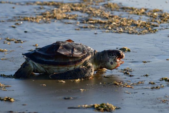 Έ&rho;&epsilon;&upsilon;&nu;&alpha; &gamma;&iota;&alpha; &tau;&iota;&sigmaf; &alpha;&nu;&tau;&iota;&lambda;ή&psi;&epsilon;&iota;&sigmaf; &sigma;&chi;&epsilon;&tau;&iota;&kappa;ά &mu;&epsilon; &tau;&alpha; &sigma;&kappa;&omicron;&upsilon;&pi;ί&delta;&iota;&alpha; &tau;&eta;&sigmaf; &theta;ά&lambda;&alpha;&sigma;&sigma;&alpha;&sigmaf;