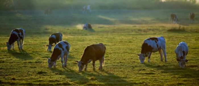 &Mu;&epsilon;ί&omega;&sigma;&eta; &kappa;&alpha;&tau;&alpha;&nu;ά&lambda;&omega;&sigma;&eta;&sigmaf; &kappa;&rho;έ&alpha;&tau;&omicron;&sigmaf; &gamma;&iota;&alpha; &nu;&alpha; &sigma;&omega;&theta;&epsilon;ί &omicron; &pi;&lambda;&alpha;&nu;ή&tau;&eta;&sigmaf;