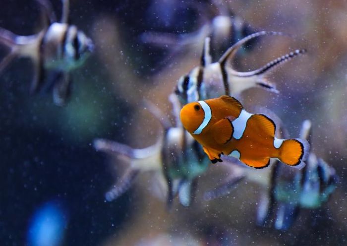 &Tau;&omicron; &psi;ά&rho;&iota;-&kappa;&lambda;ό&omicron;&upsilon;&nu; &kappa;&iota;&nu;&delta;&upsilon;&nu;&epsilon;ύ&epsilon;&iota; &alpha;&pi;ό &tau;&eta; &theta;έ&rho;&mu;&alpha;&nu;&sigma;&eta; &tau;&omega;&nu; &omega;&kappa;&epsilon;&alpha;&nu;ώ&nu;