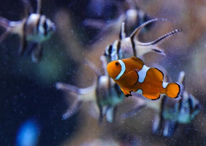 &Tau;&omicron; &psi;ά&rho;&iota;-&kappa;&lambda;ό&omicron;&upsilon;&nu; &kappa;&iota;&nu;&delta;&upsilon;&nu;&epsilon;ύ&epsilon;&iota; &alpha;&pi;ό &tau;&eta; &theta;έ&rho;&mu;&alpha;&nu;&sigma;&eta; &tau;&omega;&nu; &omega;&kappa;&epsilon;&alpha;&nu;ώ&nu;