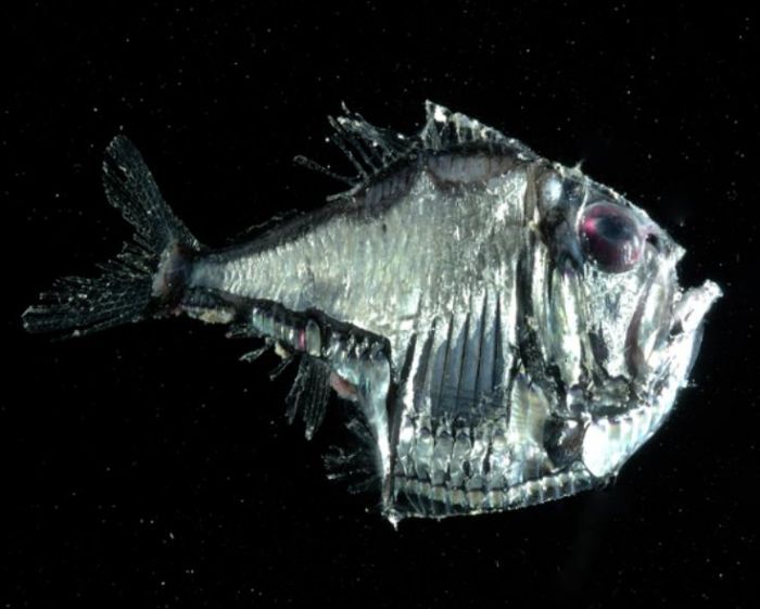 &Psi;ά&rho;&iota; &chi;&rho;&eta;&sigma;&iota;&mu;&omicron;&pi;&omicron;&iota;&epsilon;ί &tau;έ&chi;&nu;&alpha;&sigma;&mu;&alpha; &tau;&omicron;&upsilon; &phi;&omega;&tau;ό&sigmaf; &gamma;&iota;&alpha; &nu;&alpha; &kappa;&rho;ύ&beta;&epsilon;&tau;&alpha;&iota;...