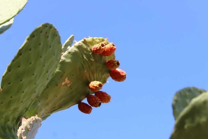 &Eta; &kappa;&alpha;&tau;&omicron;&chi;ή &kappa;ά&nu;&epsilon;&iota; &kappa;&alpha;&kappa;ό &alpha;&kappa;ό&mu;&eta; &kappa;&alpha;&iota; &sigma;&tau;&alpha; &pi;&alpha;&pi;&omicron;&upsilon;&tau;&sigma;ό&sigma;&upsilon;&kappa;&alpha;!