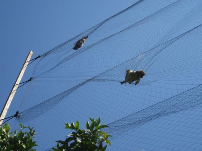 &Tau;&rho;&alpha;&gamma;&iota;&kappa;ά &psi;&eta;&lambda;ά &tau;&alpha; &epsilon;&pi;ί&pi;&epsilon;&delta;&alpha; &pi;&alpha;&rho;ά&nu;&omicron;&mu;&eta;&sigmaf; &pi;&alpha;&gamma;ί&delta;&epsilon;&upsilon;&sigma;&eta;&sigmaf; &pi;&omicron;&upsilon;&lambda;&iota;ώ&nu;