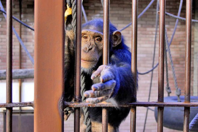 Χιμπαντζίδες: Κατά 95% «άνθρωποι», αλλά 100% χωρίς... δικαιώματα!