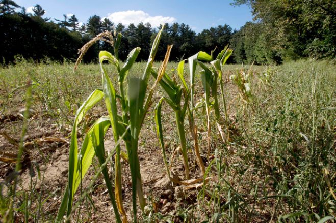 Έ&lambda;&lambda;&epsilon;&iota;&psi;&eta; &tau;&rho;&omicron;&phi;ή&sigmaf; &pi;&alpha;&gamma;&kappa;&omicron;&sigma;&mu;ί&omega;&sigmaf; &theta;&alpha; &mu;&pi;&omicron;&rho;&omicron;ύ&sigma;&epsilon; &nu;&alpha; &pi;&rho;&omicron;&kappa;&alpha;&lambda;έ&sigma;&epsilon;&iota; &eta; &kappa;&lambda;&iota;&mu;&alpha;&tau;&iota;&kappa;ή &alpha;&lambda;&lambda;&alpha;&gamma;ή