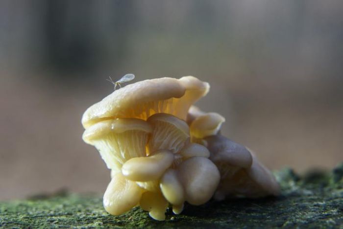 &Beta;&rho;έ&theta;&eta;&kappa;&alpha;&nu; &alpha;&pi;&omicron;&lambda;&iota;&theta;ώ&mu;&alpha;&tau;&alpha; &pi;&omicron;&upsilon; &pi;&alpha;&rho;&alpha;&pi;έ&mu;&pi;&omicron;&upsilon;&nu; &sigma;&tau;&eta;&nu; &pi;&iota;&omicron; &pi;&rho;ώ&iota;&mu;&eta; &pi;&omicron;&lambda;&upsilon;&kappa;&upsilon;&tau;&tau;&alpha;&rho;&iota;&kappa;ή &zeta;&omega;ή