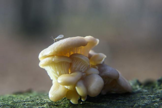 &Beta;&rho;έ&theta;&eta;&kappa;&alpha;&nu; &alpha;&pi;&omicron;&lambda;&iota;&theta;ώ&mu;&alpha;&tau;&alpha; &pi;&omicron;&upsilon; &pi;&alpha;&rho;&alpha;&pi;έ&mu;&pi;&omicron;&upsilon;&nu; &sigma;&tau;&eta;&nu; &pi;&iota;&omicron; &pi;&rho;ώ&iota;&mu;&eta; &pi;&omicron;&lambda;&upsilon;&kappa;&upsilon;&tau;&tau;&alpha;&rho;&iota;&kappa;ή &zeta;&omega;ή