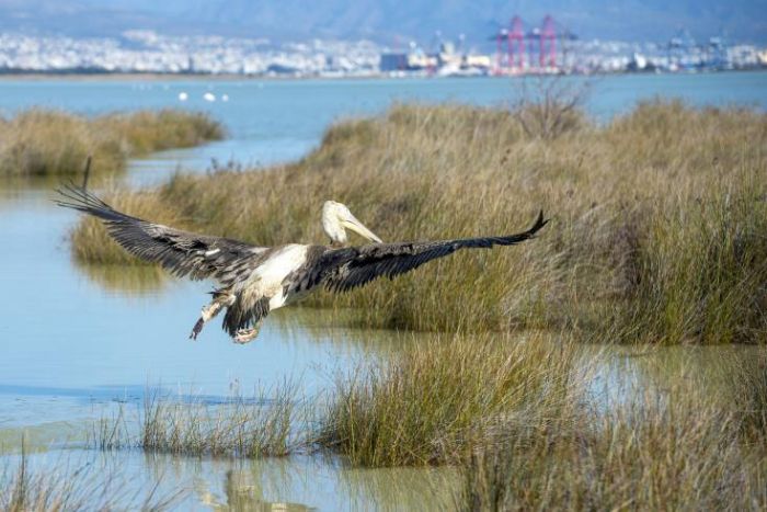 &Alpha;&pi;&epsilon;&lambda;&epsilon;&upsilon;&theta;&epsilon;&rho;ώ&theta;&eta;&kappa;&alpha;&nu; &delta;&upsilon;&omicron; &pi;&epsilon;&lambda;&epsilon;&kappa;ά&nu;&omicron;&iota; &sigma;&tau;&eta;&nu; &alpha;&lambda;&upsilon;&kappa;ή &Alpha;&kappa;&rho;&omega;&tau;&eta;&rho;ί&omicron;&upsilon;